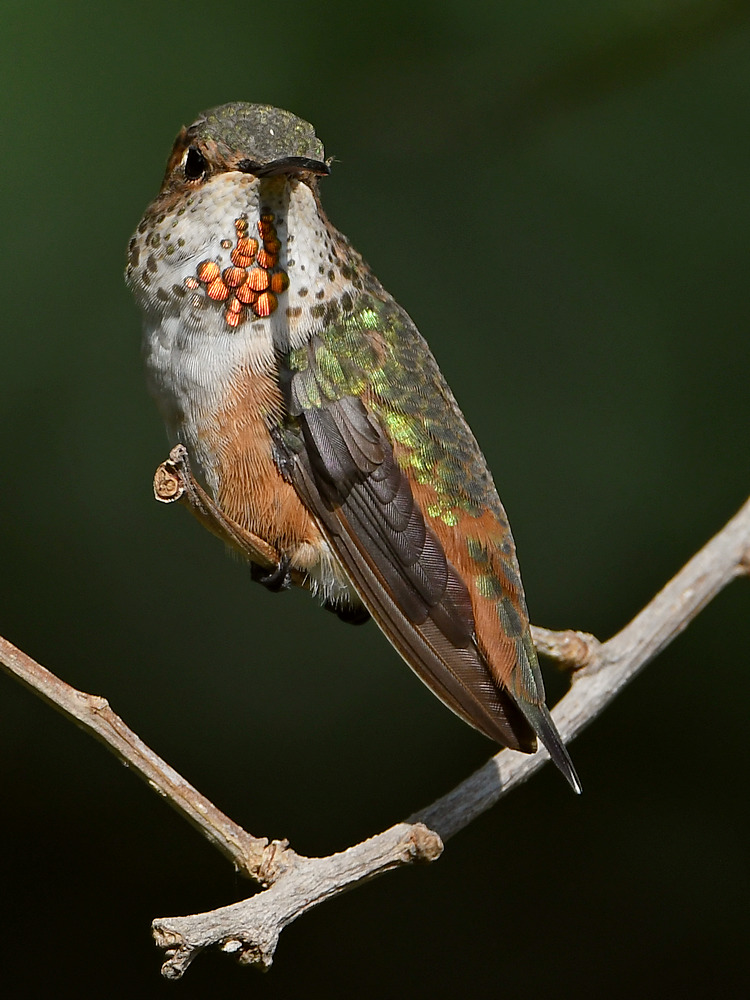Hummer5.jpg