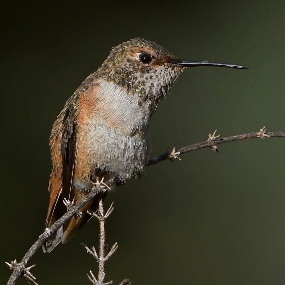 Hummer5.jpg