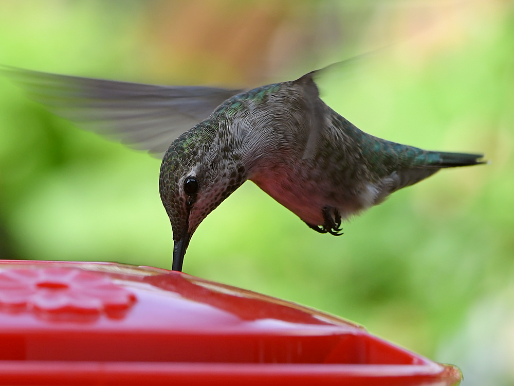 Hummer5.jpg
