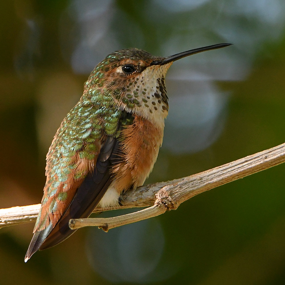 Hummer5.jpg