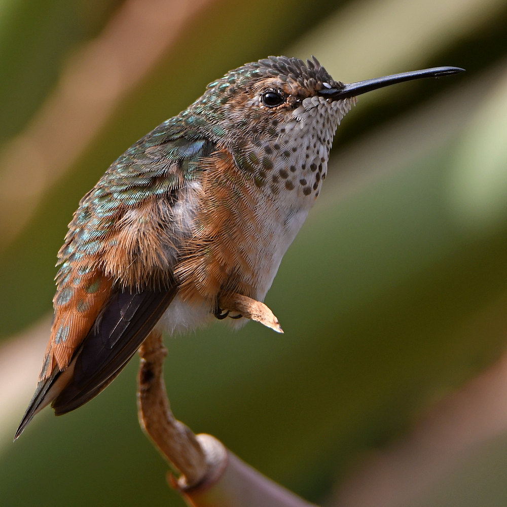 Hummer5.jpg