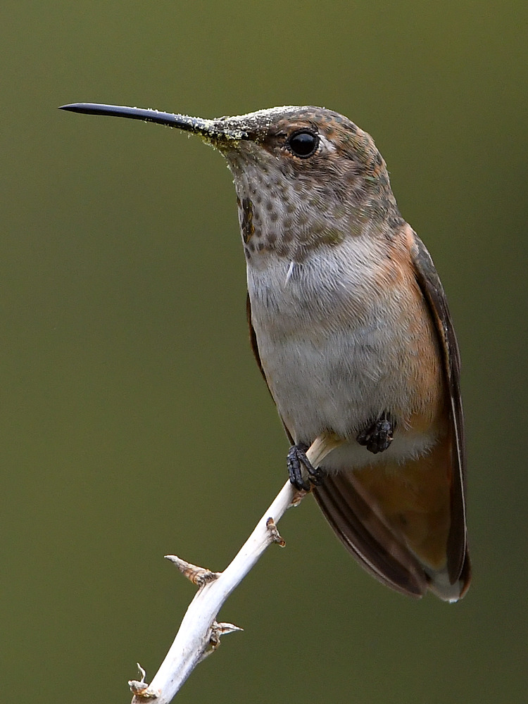 Hummer5.jpg