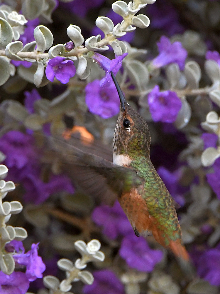 Hummer5.jpg