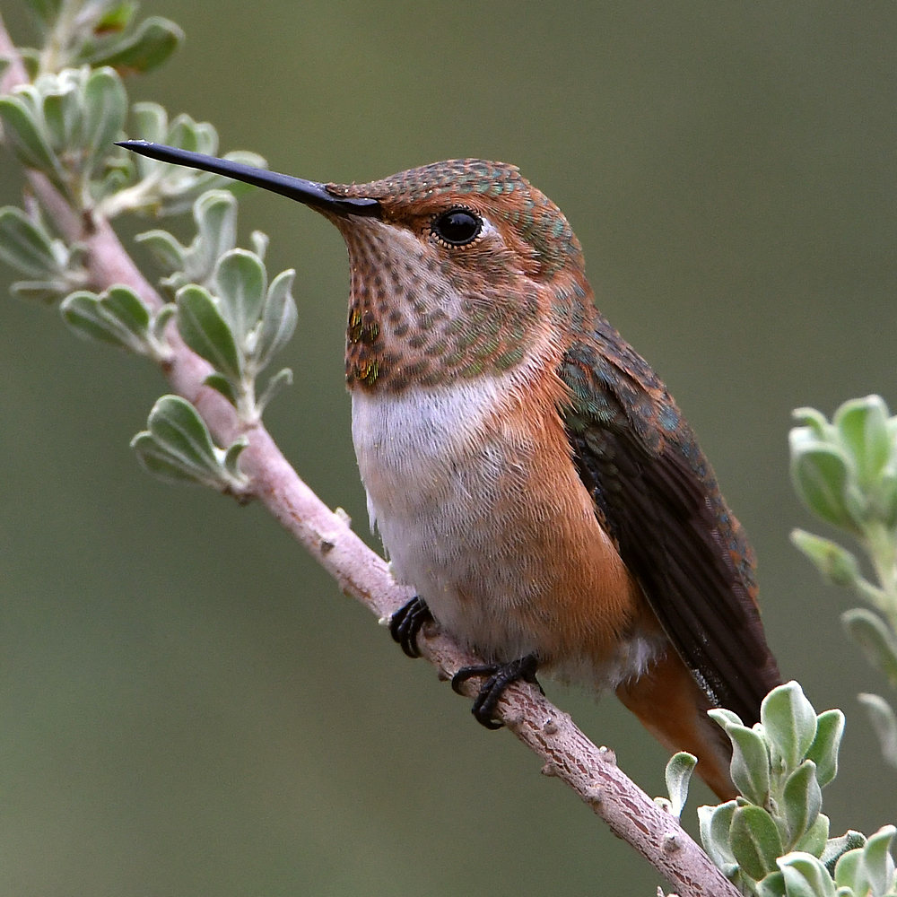 Hummer5.jpg