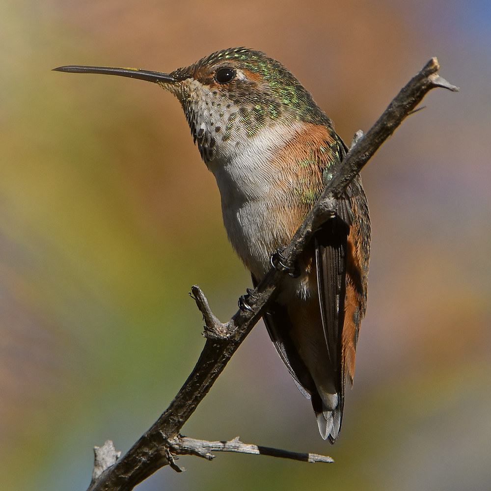 Hummer5.jpg