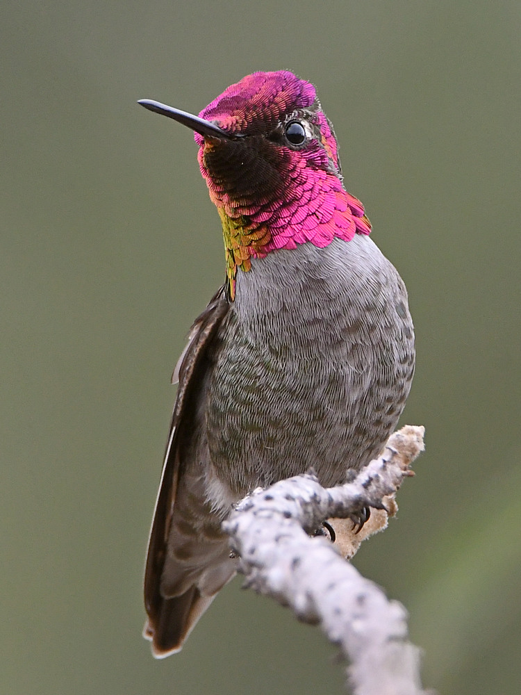 Hummer5.jpg