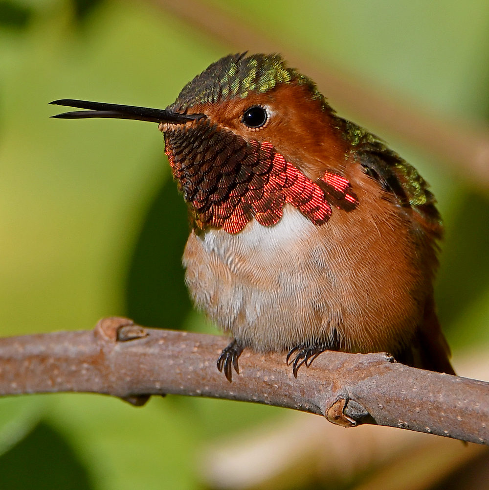 Hummer5.jpg