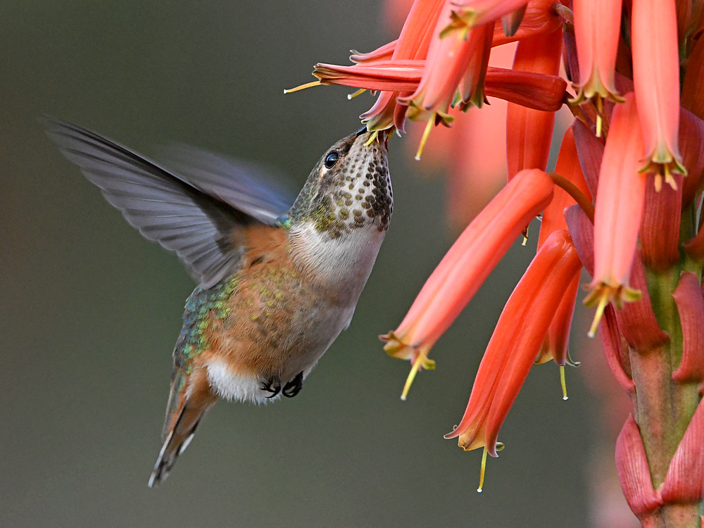 Hummer5.jpg
