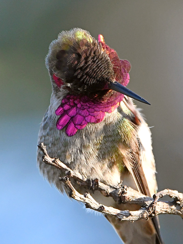 Hummer5.jpg