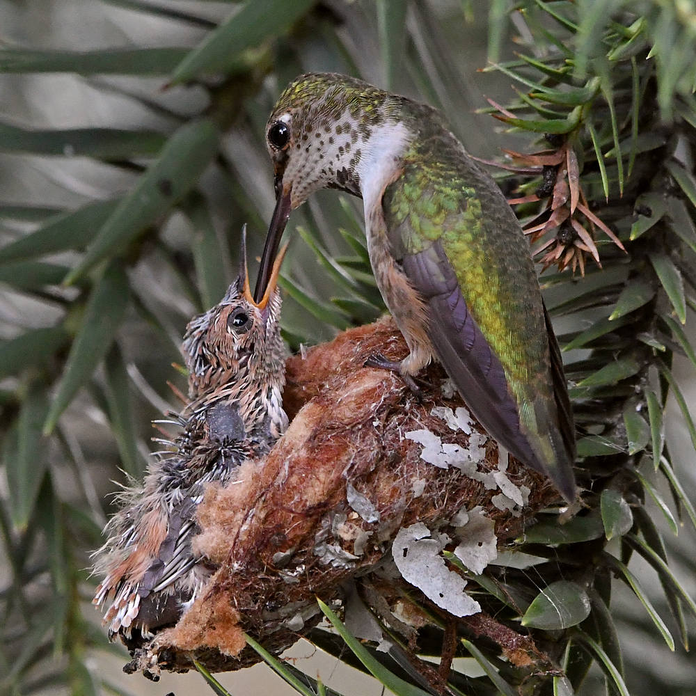 Hummer5.jpg