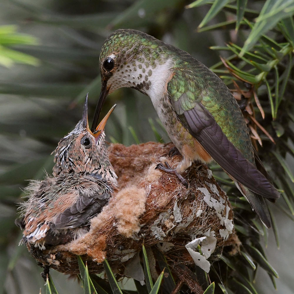 Hummer5.jpg