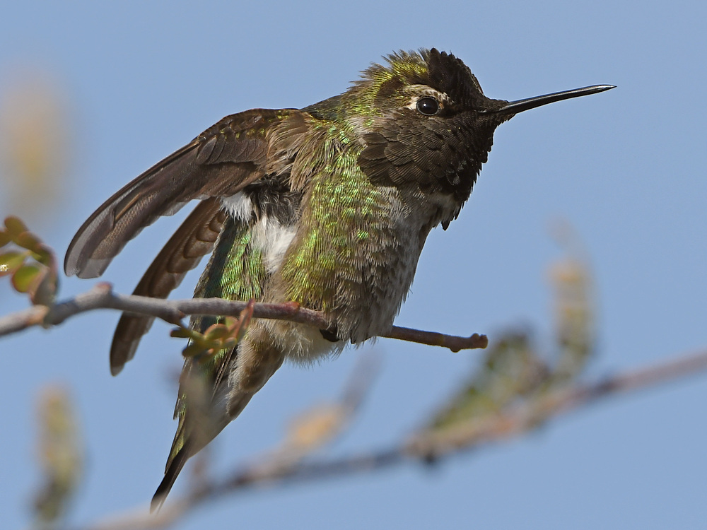 Hummer5.jpg