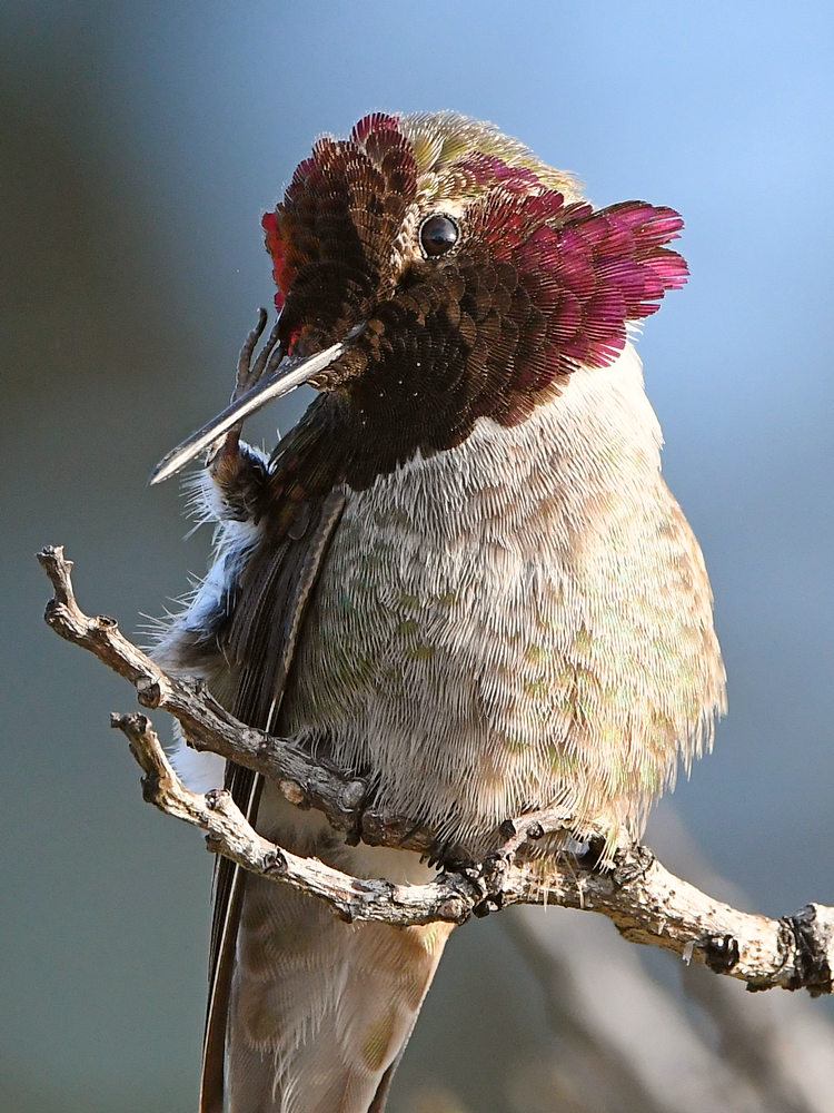 Hummer5.jpg