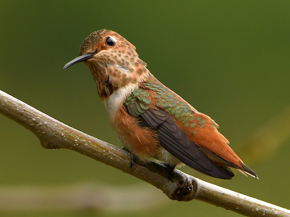 Hummer5.jpg