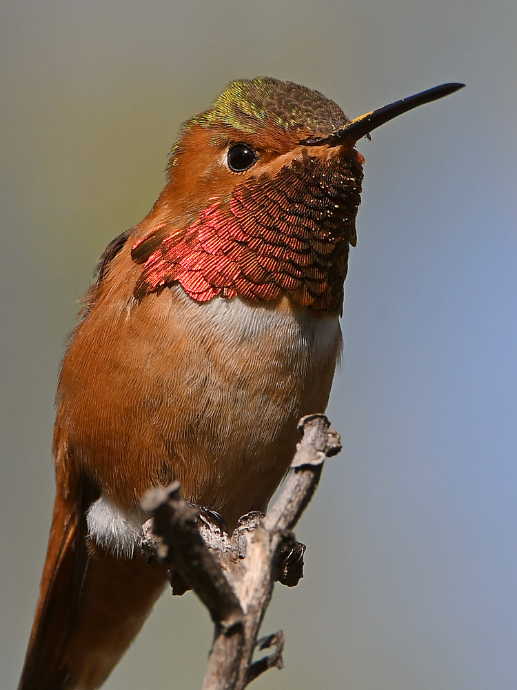 Hummer5.jpg
