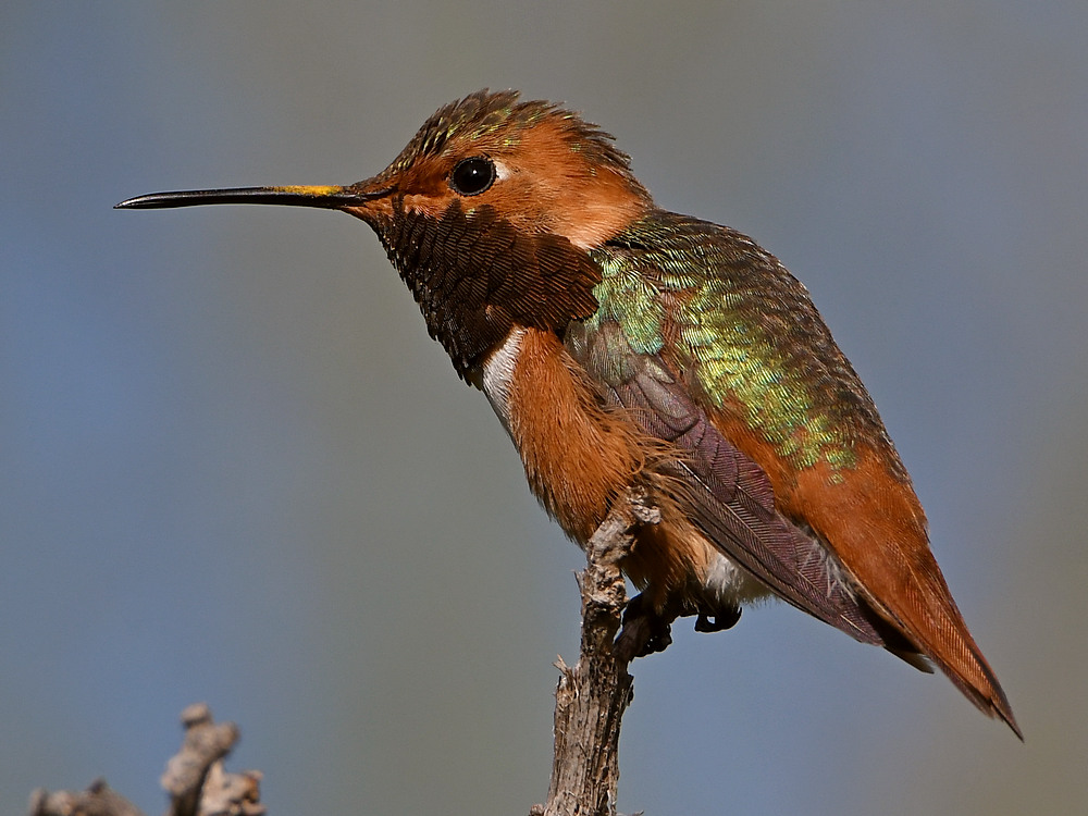 Hummer5.jpg