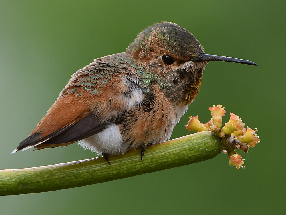 Hummer5.jpg