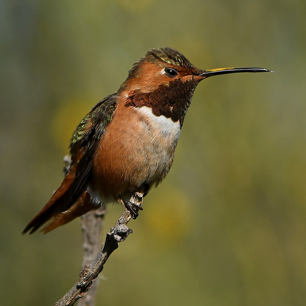 Hummer5.jpg