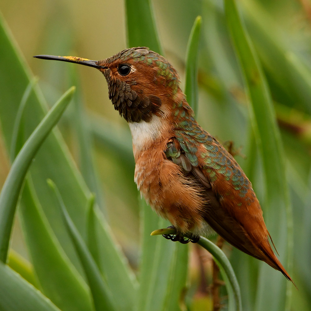 Hummer5.jpg