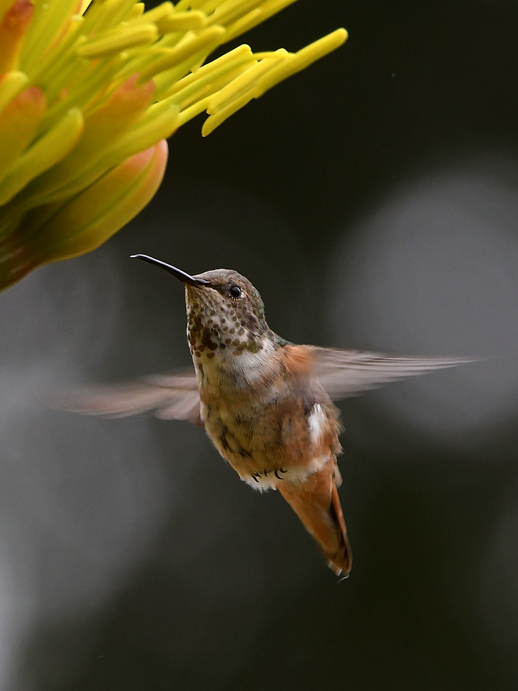 Hummer5.jpg
