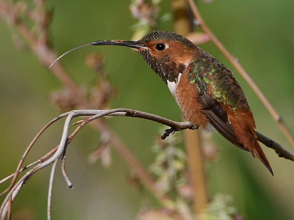 Hummer5.jpg
