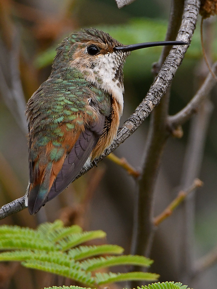 Hummer5.jpg