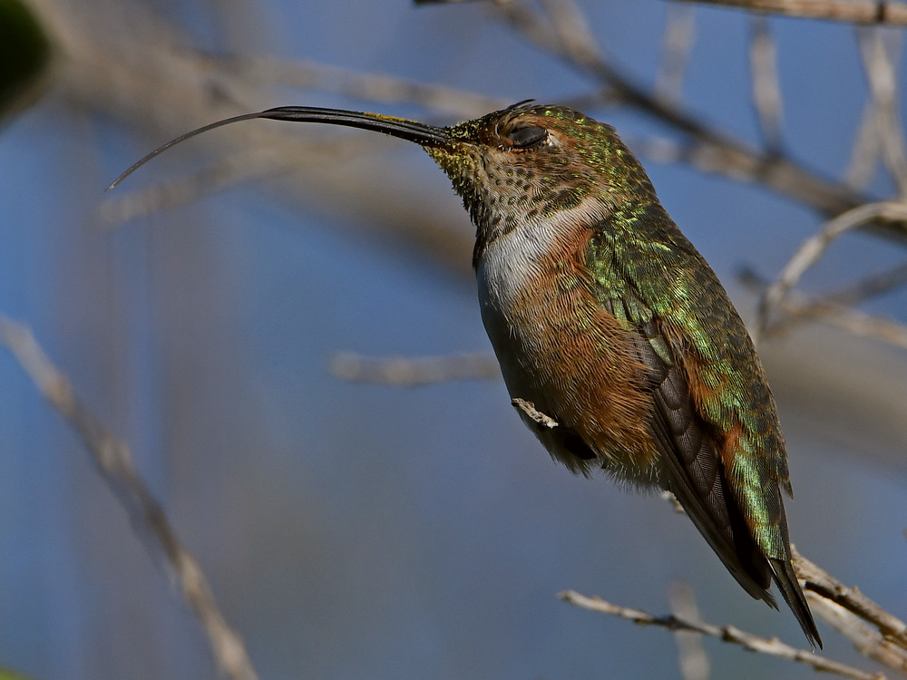 Hummer5.jpg