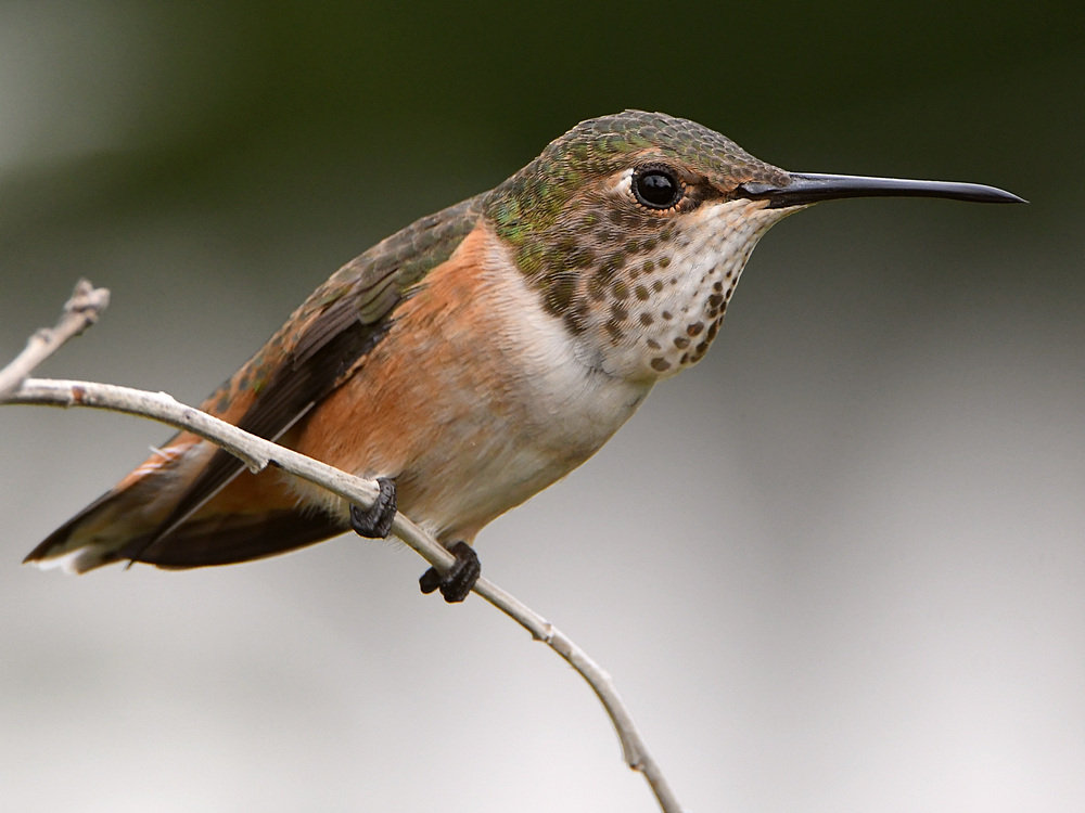Hummer5.jpg