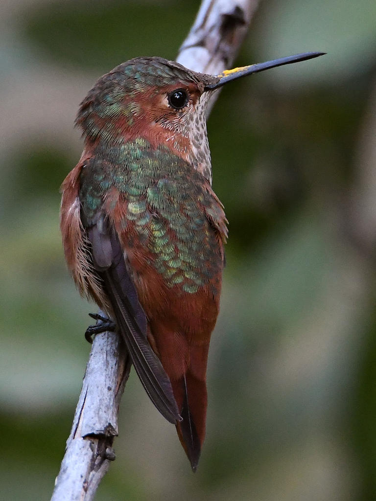 Hummer5.jpg