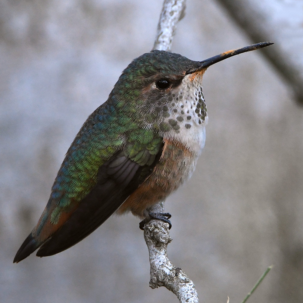 Hummer5.jpg