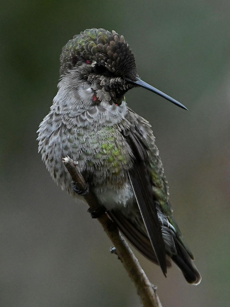 Hummer5.jpg