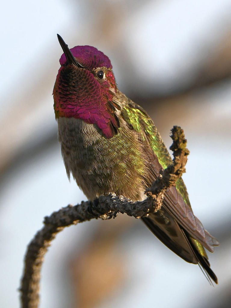 Hummer5.jpg