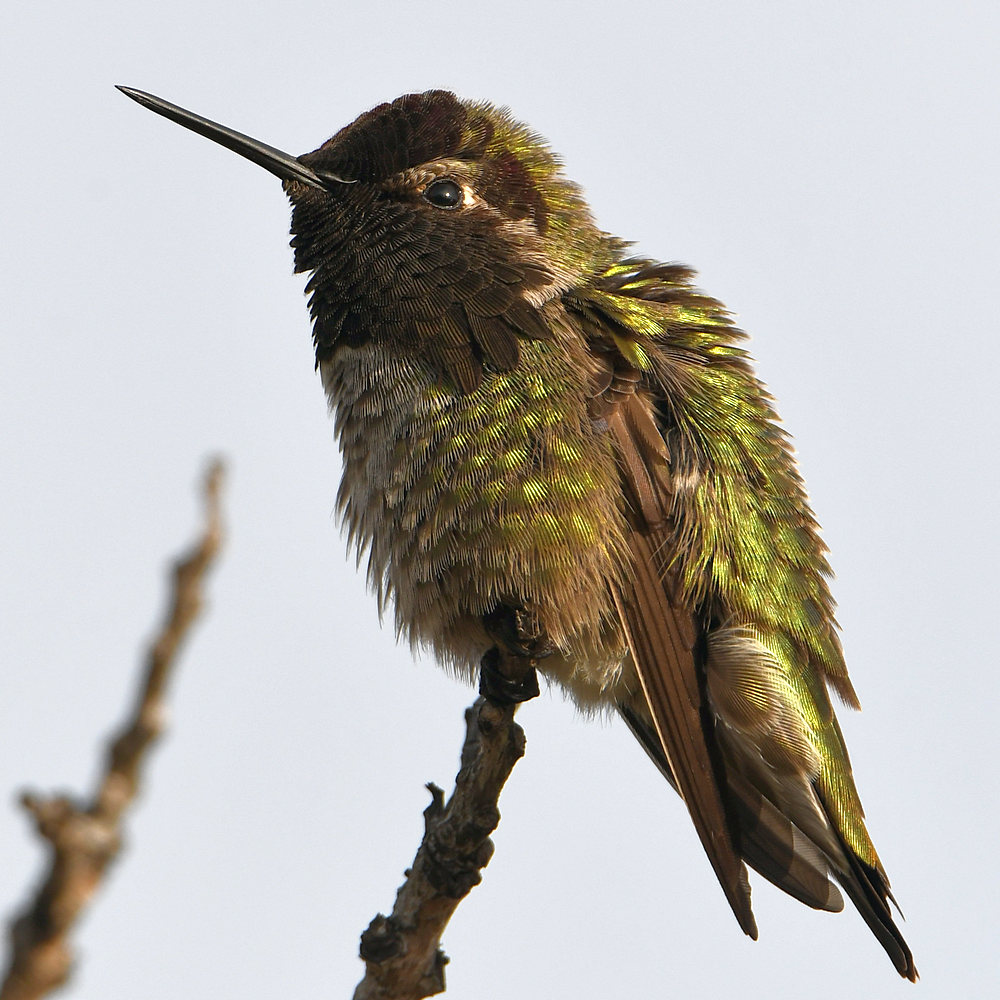 Hummer5.jpg