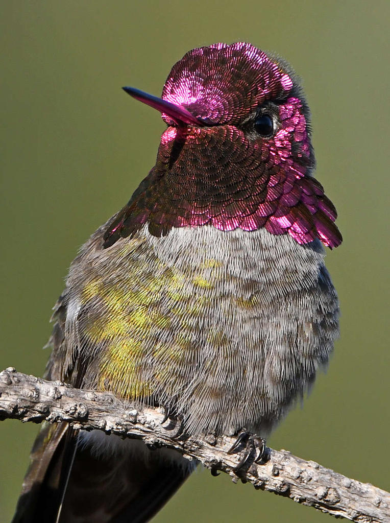 Hummer5.jpg