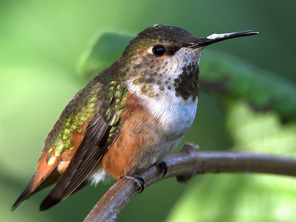 Hummer5.jpg
