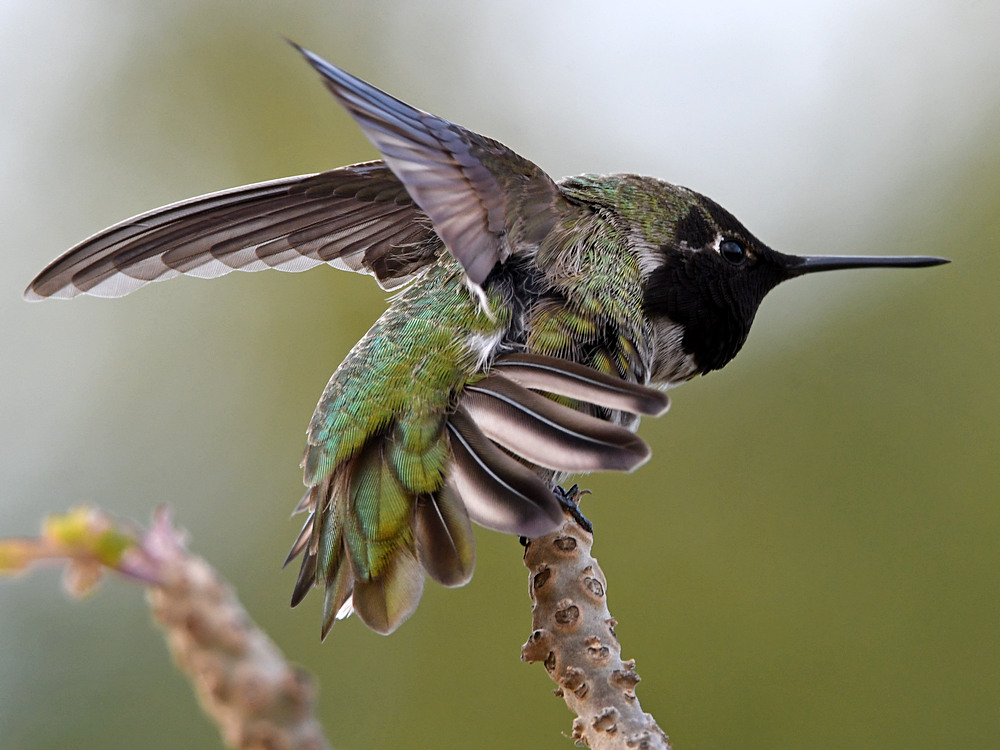 Hummer5.jpg