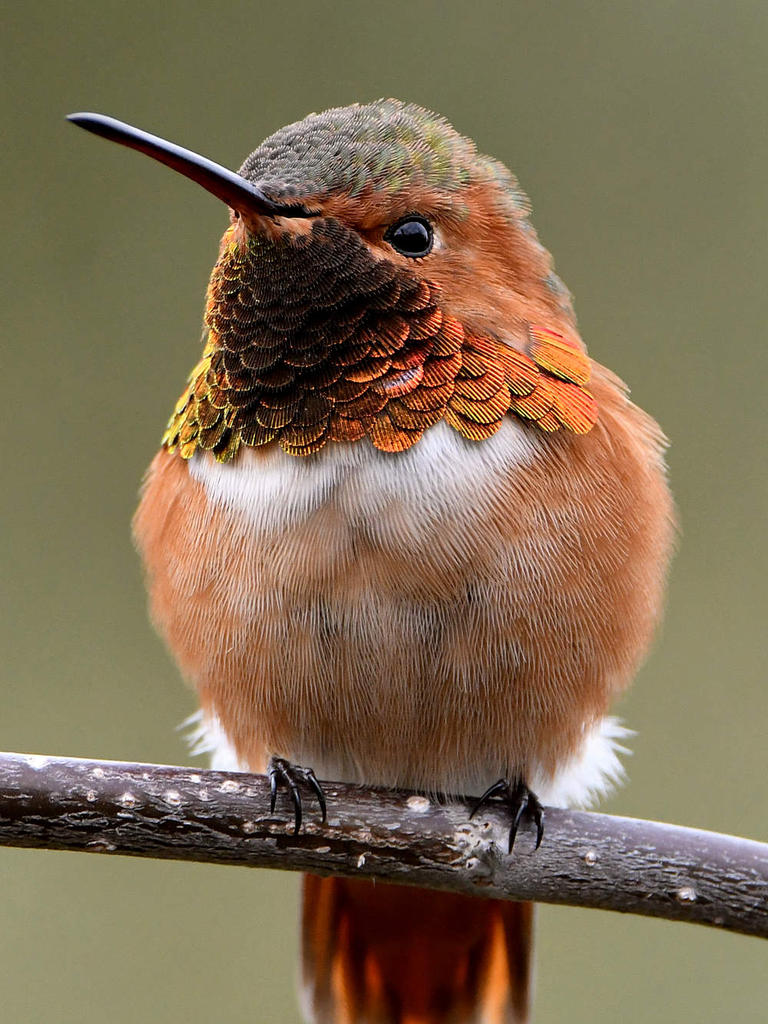Hummer5.jpg