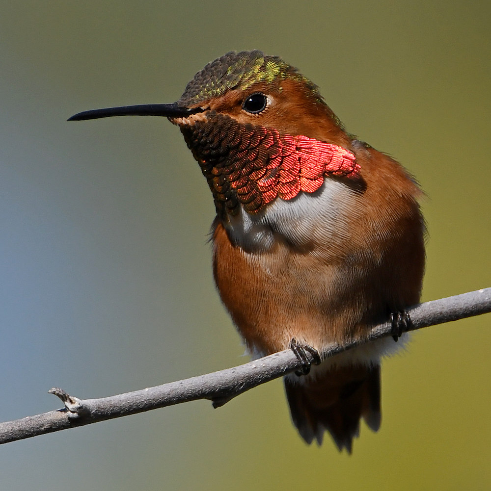 Hummer5.jpg