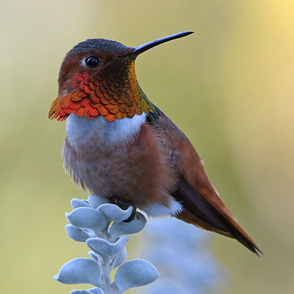 Hummer5.jpg