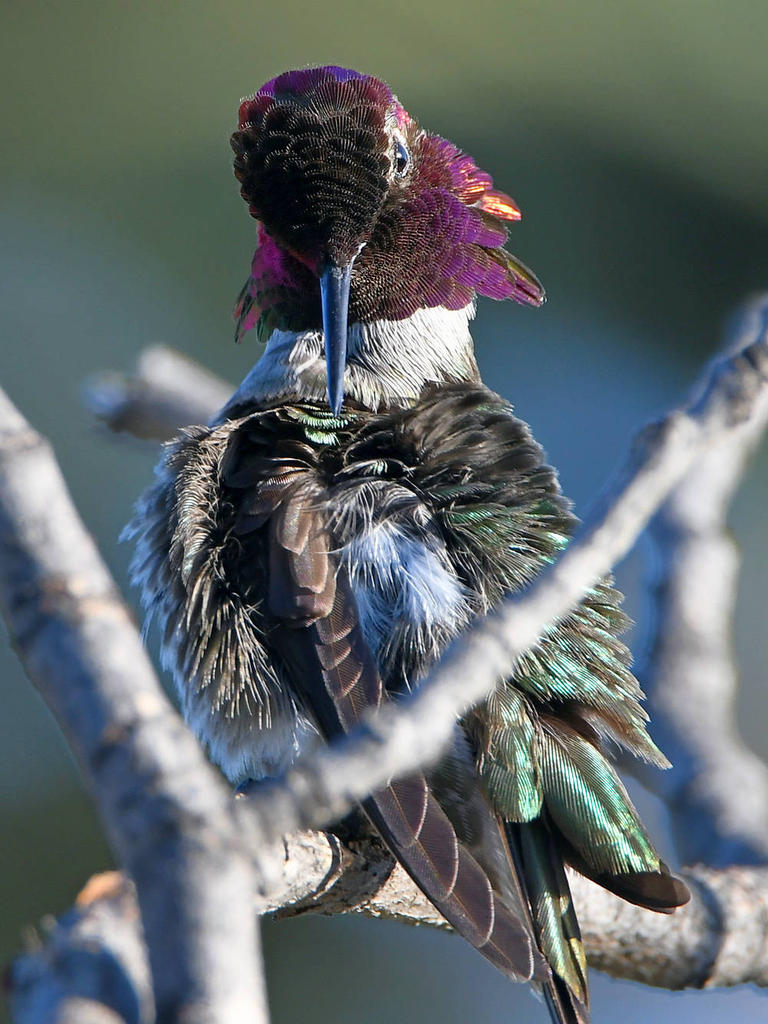 Hummer5.jpg
