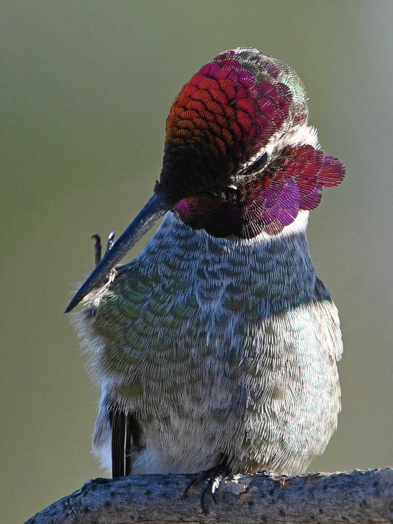 Hummer5.jpg