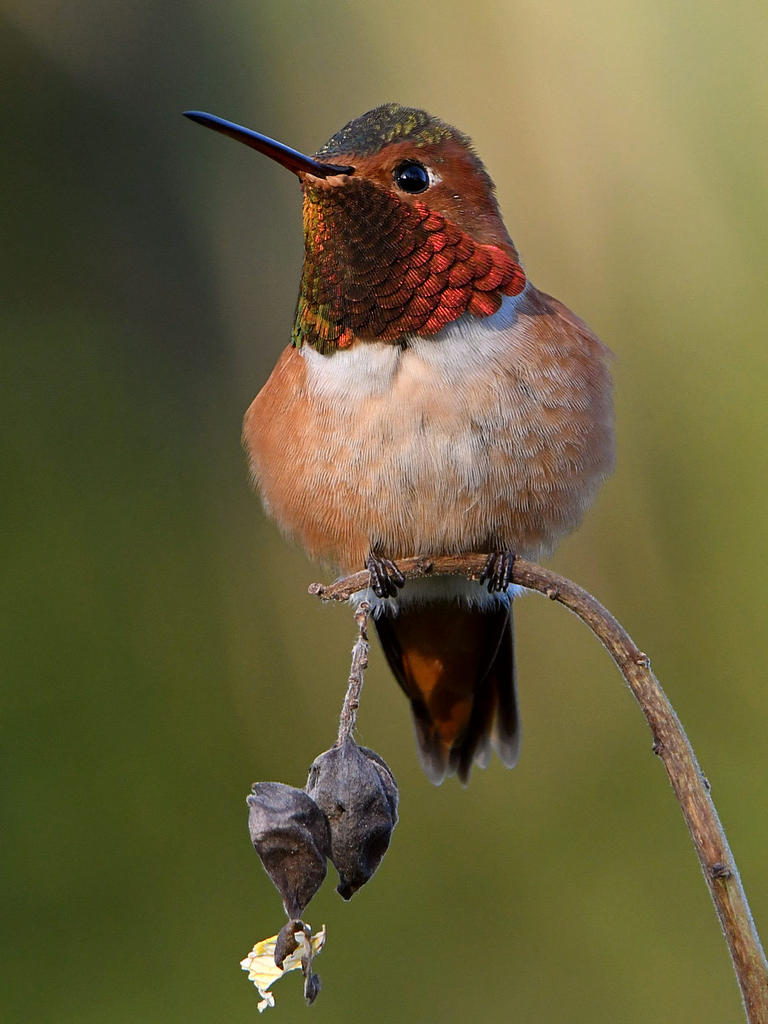 Hummer5.jpg
