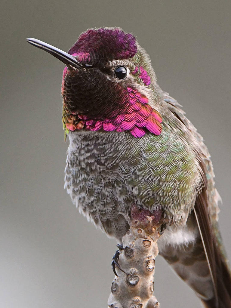 Hummer5.jpg