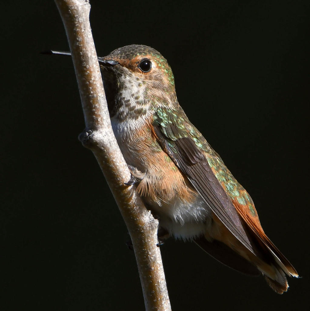 Hummer5.jpg