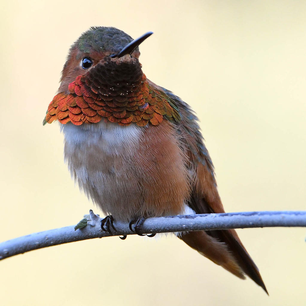 Hummer5.jpg