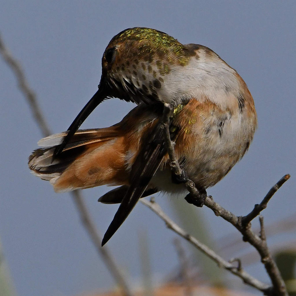 Hummer5.jpg