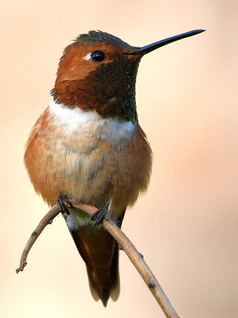 Hummer5.jpg