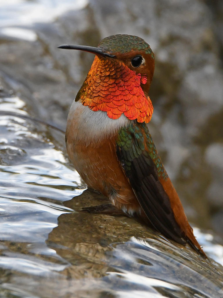 Hummer5.jpg