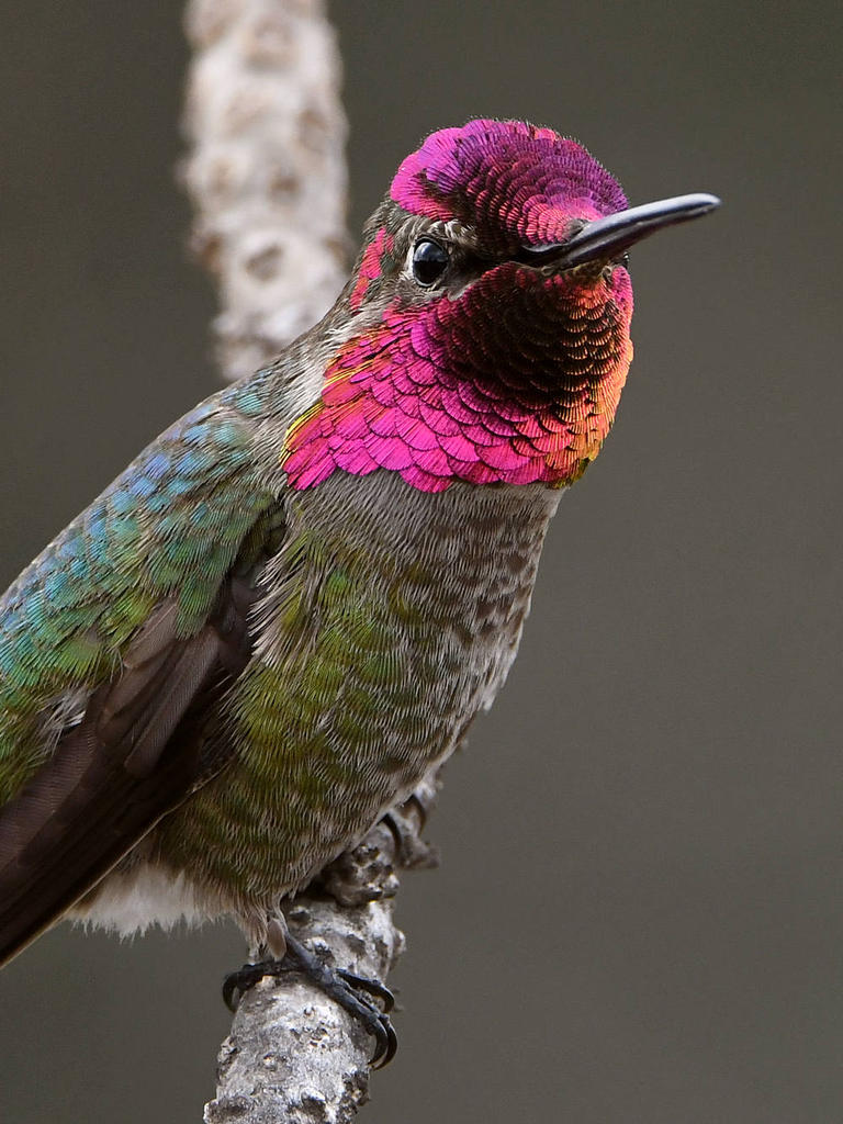 Hummer5.jpg