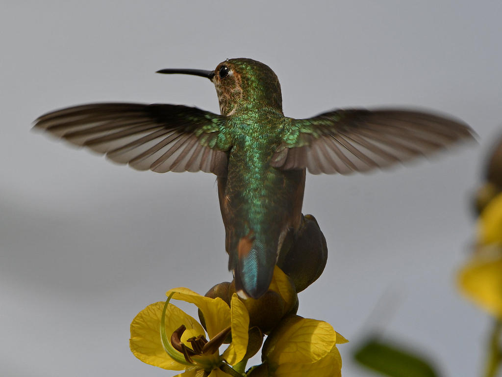 Hummer5.jpg